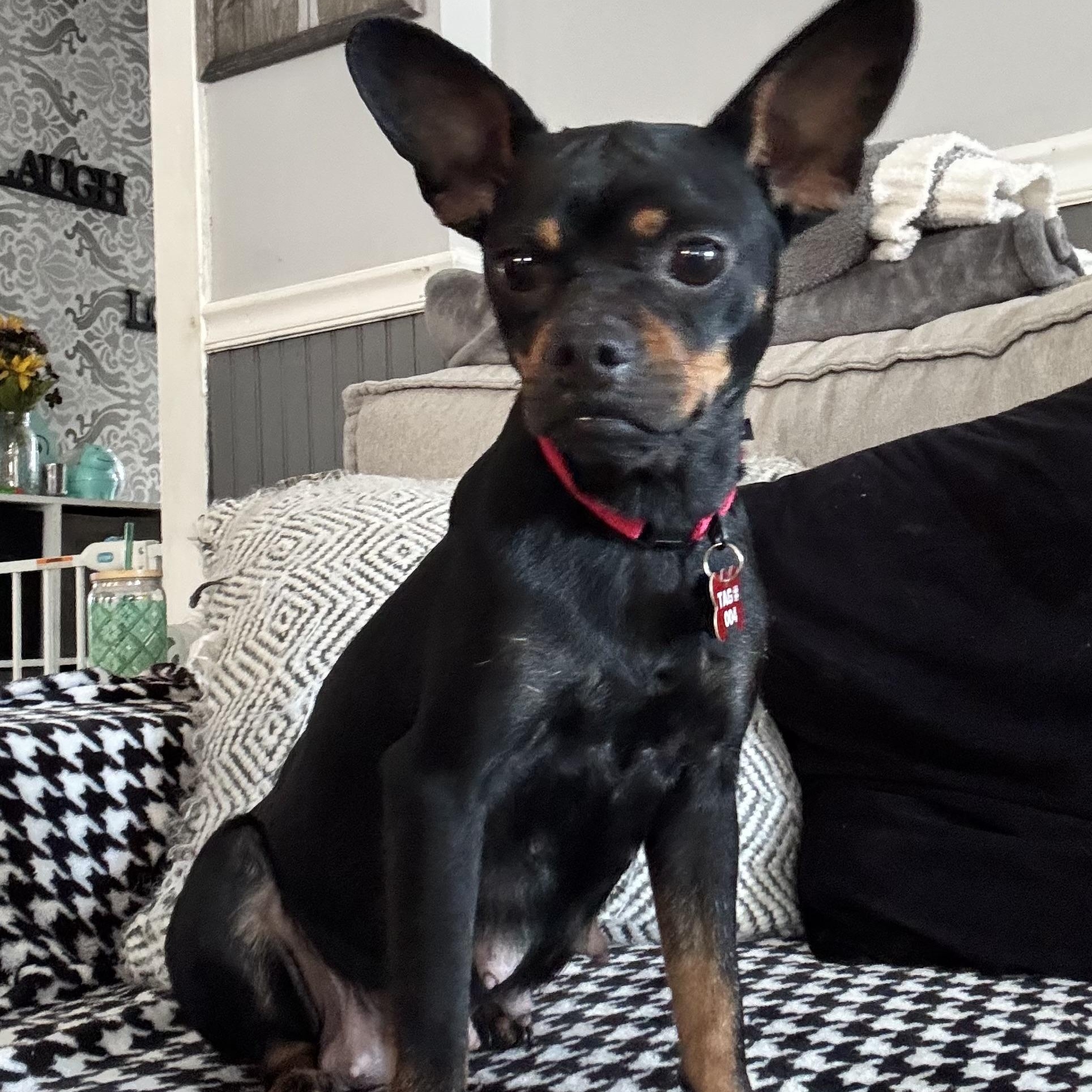 Enlarge Lainey, an adopted mixed breed in Hamilton , NJ image 3/3