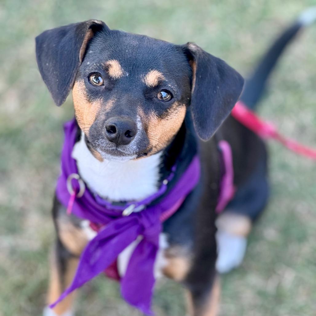 Brisa, Adoptable, Young Female Chihuahua & Beagle.