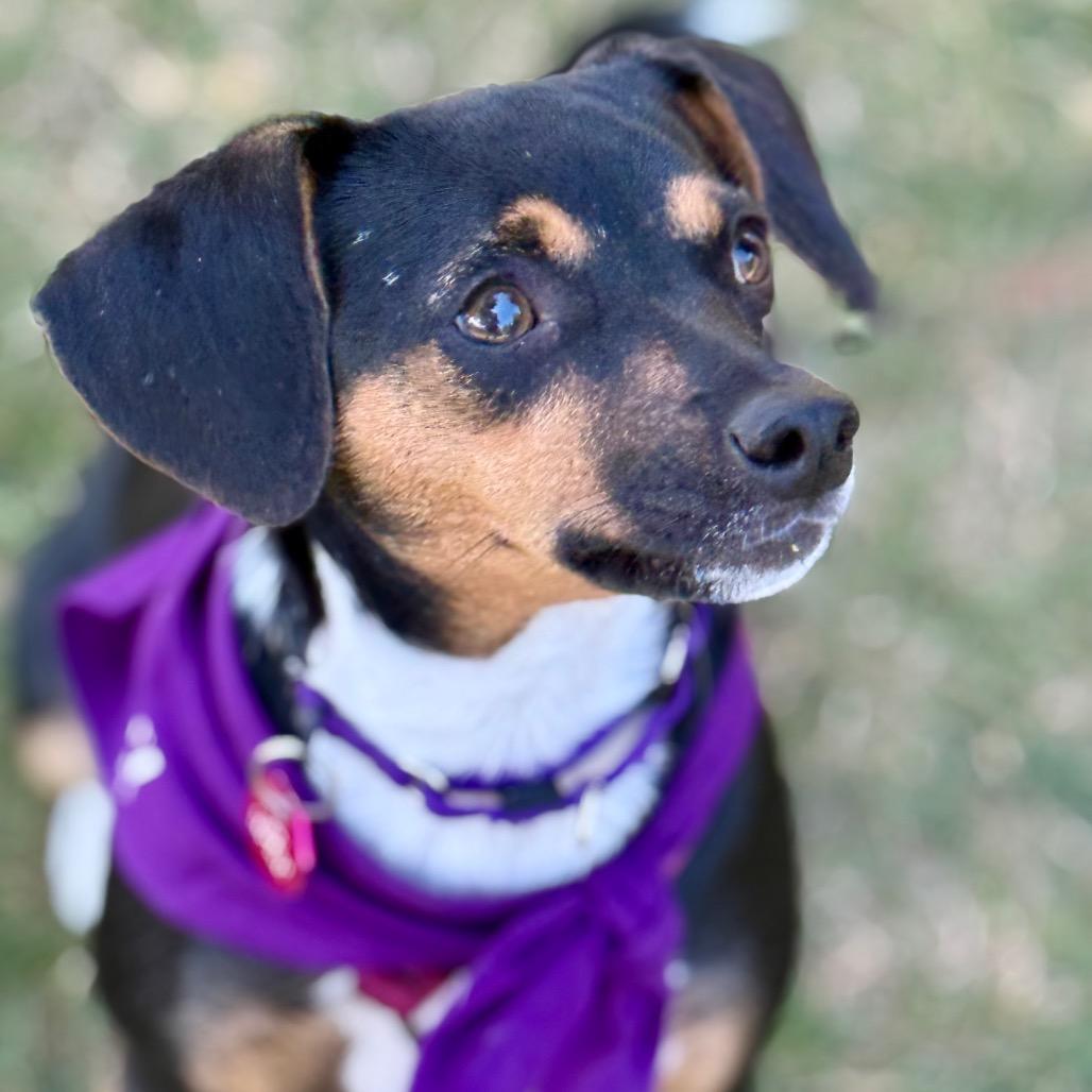 Enlarge Brisa, a Adoptable mixed breed in Crystal, MN image 2/4