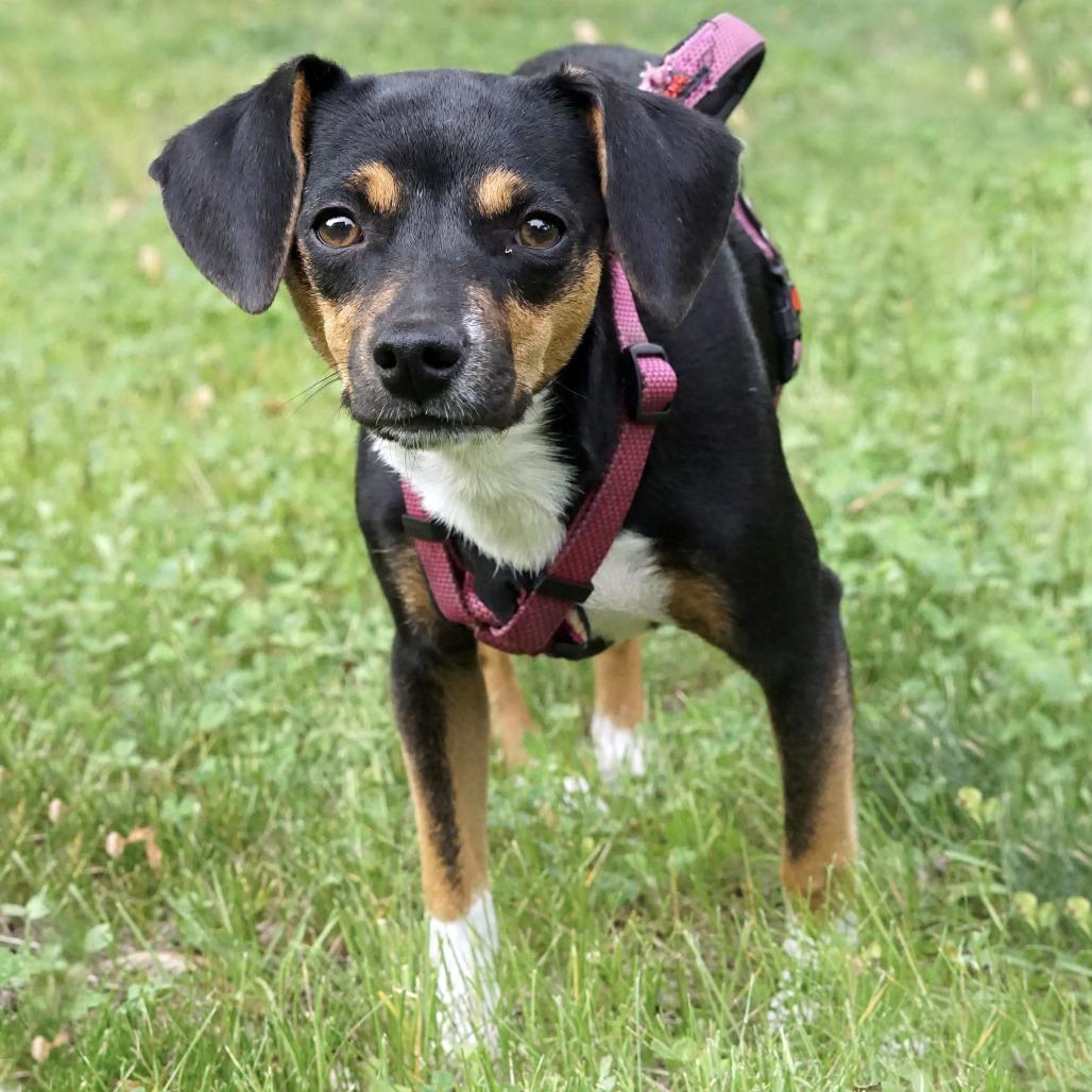 Enlarge Brisa, a Adoptable mixed breed in Crystal, MN image 3/4