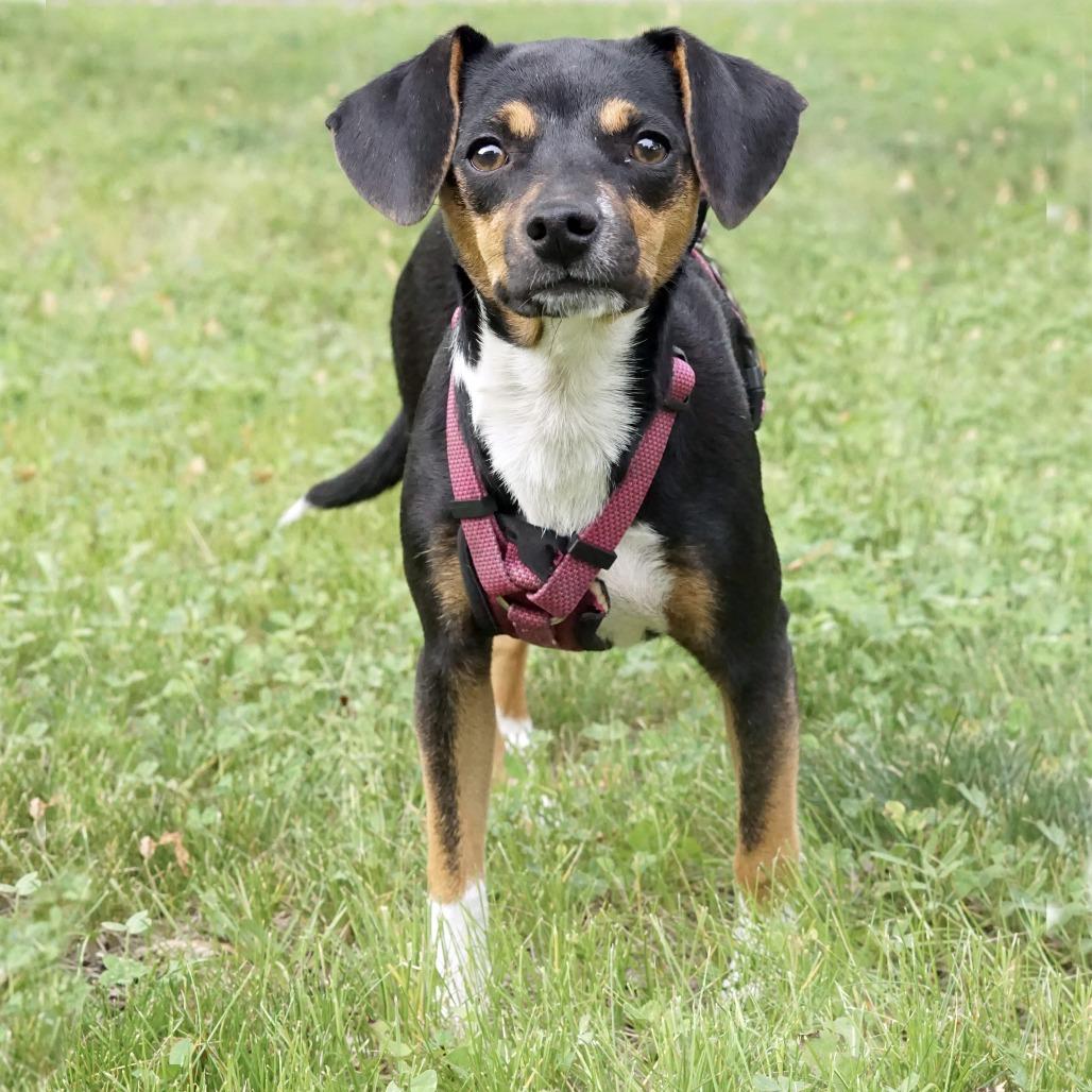 Enlarge Brisa, a Adoptable mixed breed in Crystal, MN image 4/4