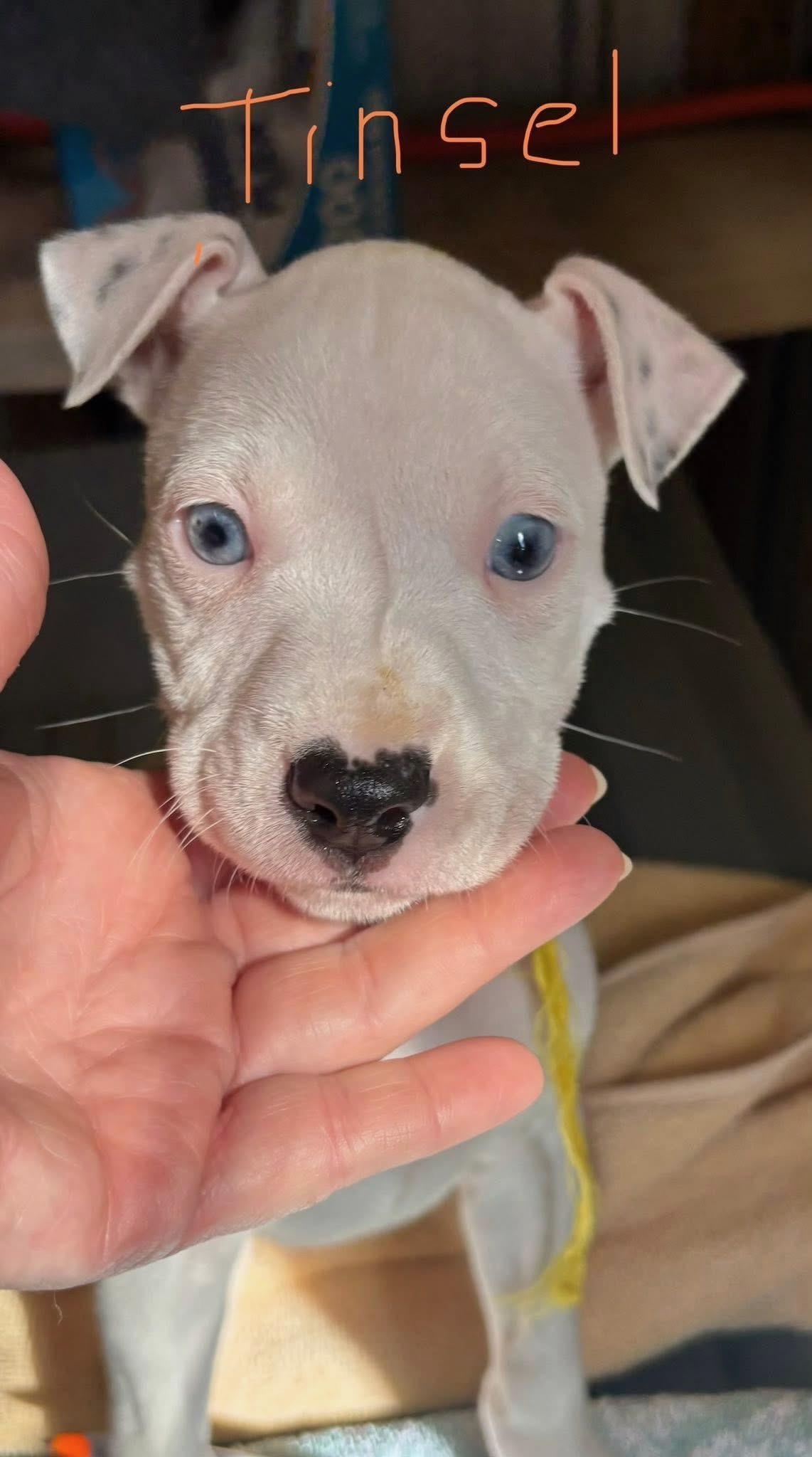 Enlarge Tinsel, an adopted mixed breed in Ruston, LA image 2/2