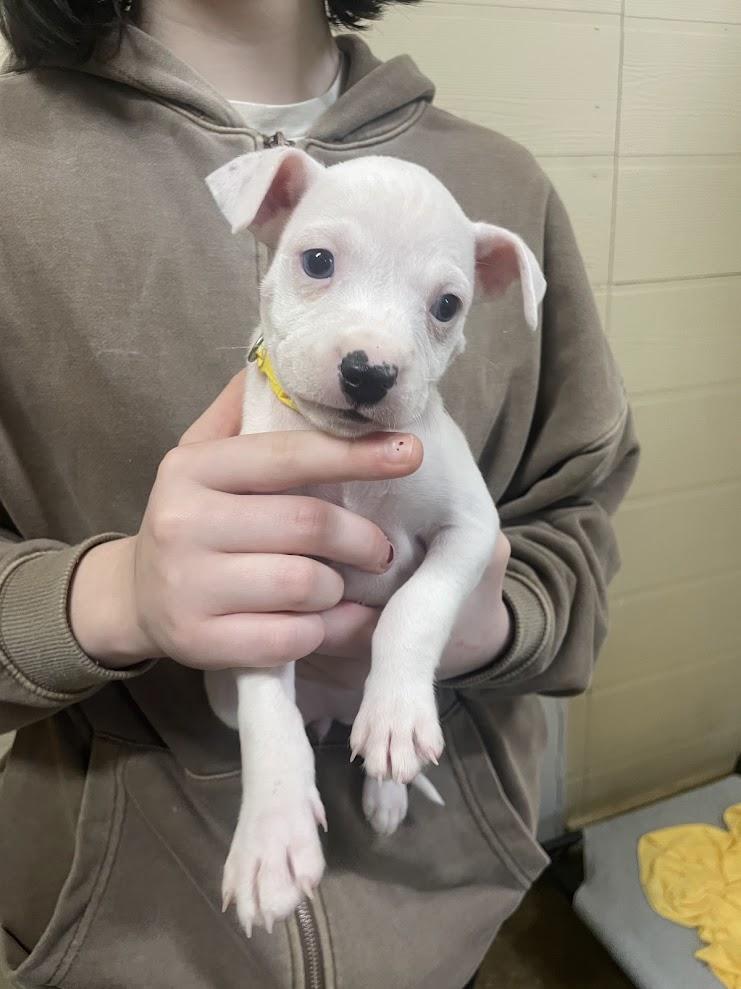 Tinsel, adopted, Puppy Female Pit Bull Terrier.