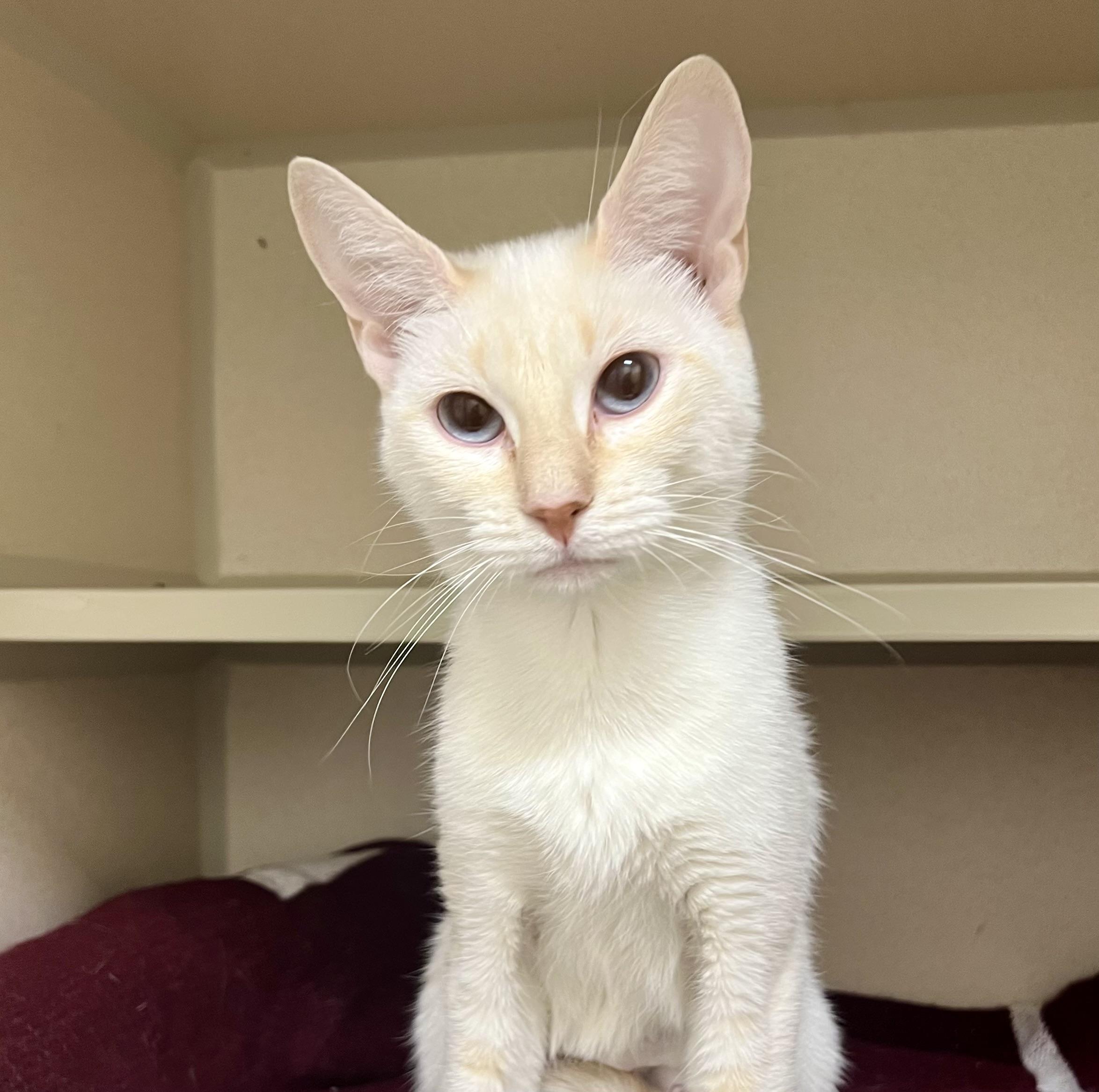 Photo of Adult Female Siamese Flame Point