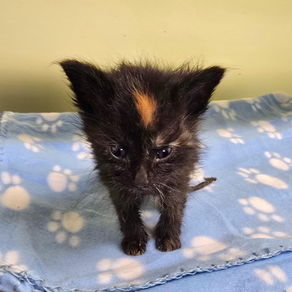 Angel Soft, Adoptable, Kitten Female Domestic Short Hair.