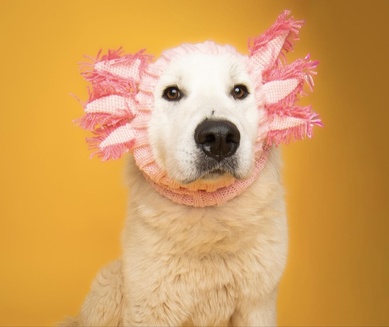 Bear, a Adoptable Great Pyrenees in Culpeper, VA image 1/6