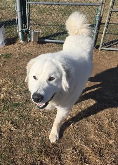 Bear, a Adoptable Great Pyrenees in Culpeper, VA image 5/6