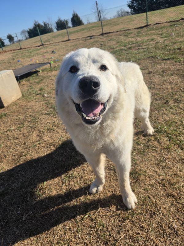 Bear, a Adoptable Great Pyrenees in Culpeper, VA image 6/6