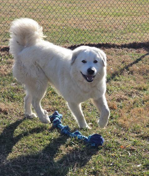 Bear, a Adoptable Great Pyrenees in Culpeper, VA image 2/6
