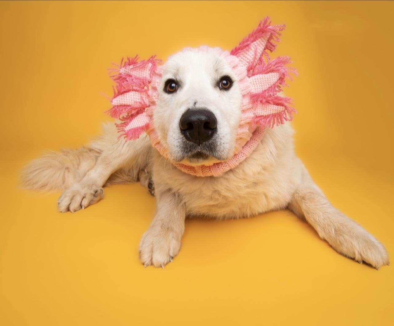 Bear, a Adoptable Great Pyrenees in Culpeper, VA image 3/6