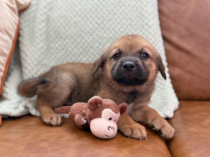 Dog for adoption - Rusty Lucy, a German Shepherd Dog & Labrador ...