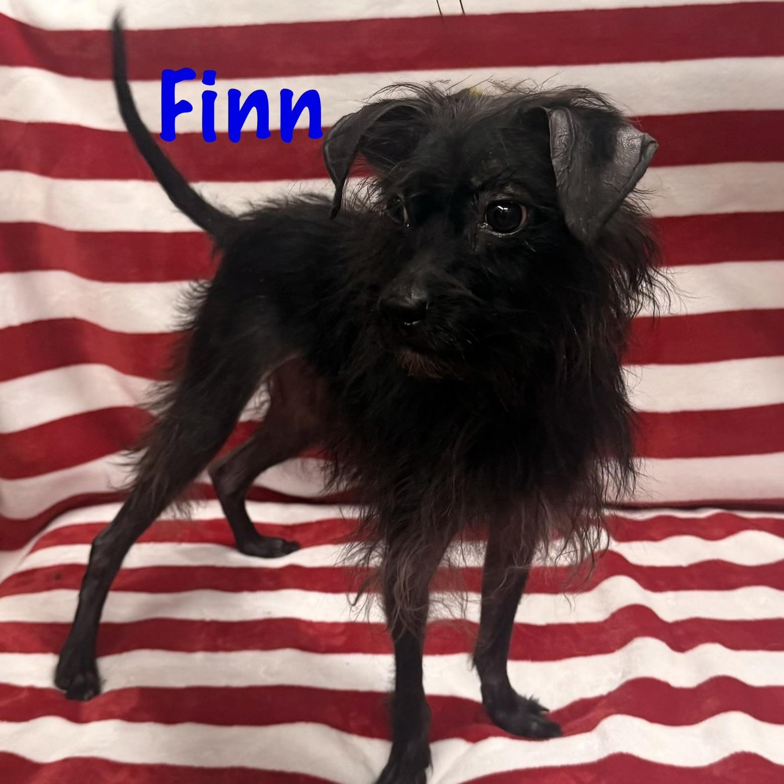 Enlarge Finn, an adoptable mixed breed in Albany, NY image 2/6