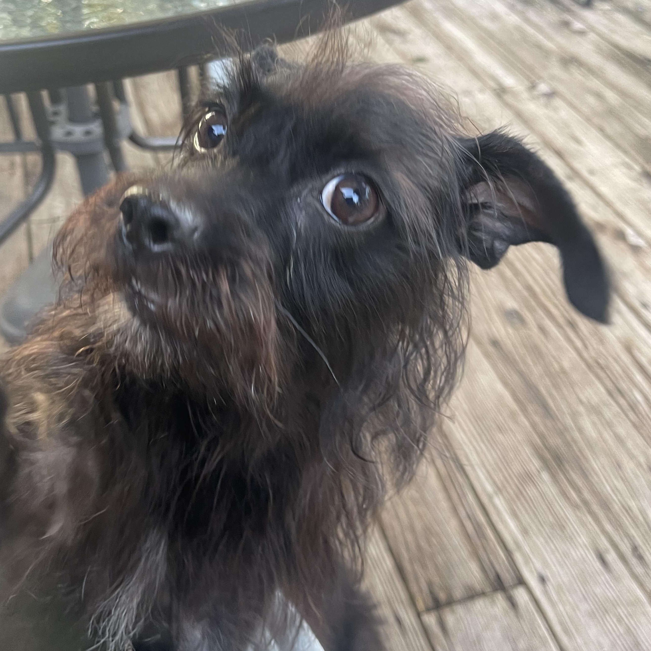 Finn, adoptable, Adult Male Terrier.