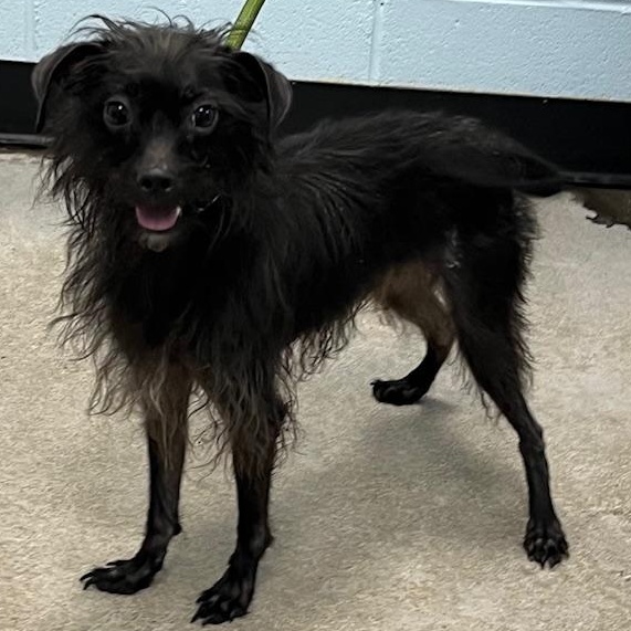 Enlarge Finn, an adoptable mixed breed in Albany, NY image 6/6