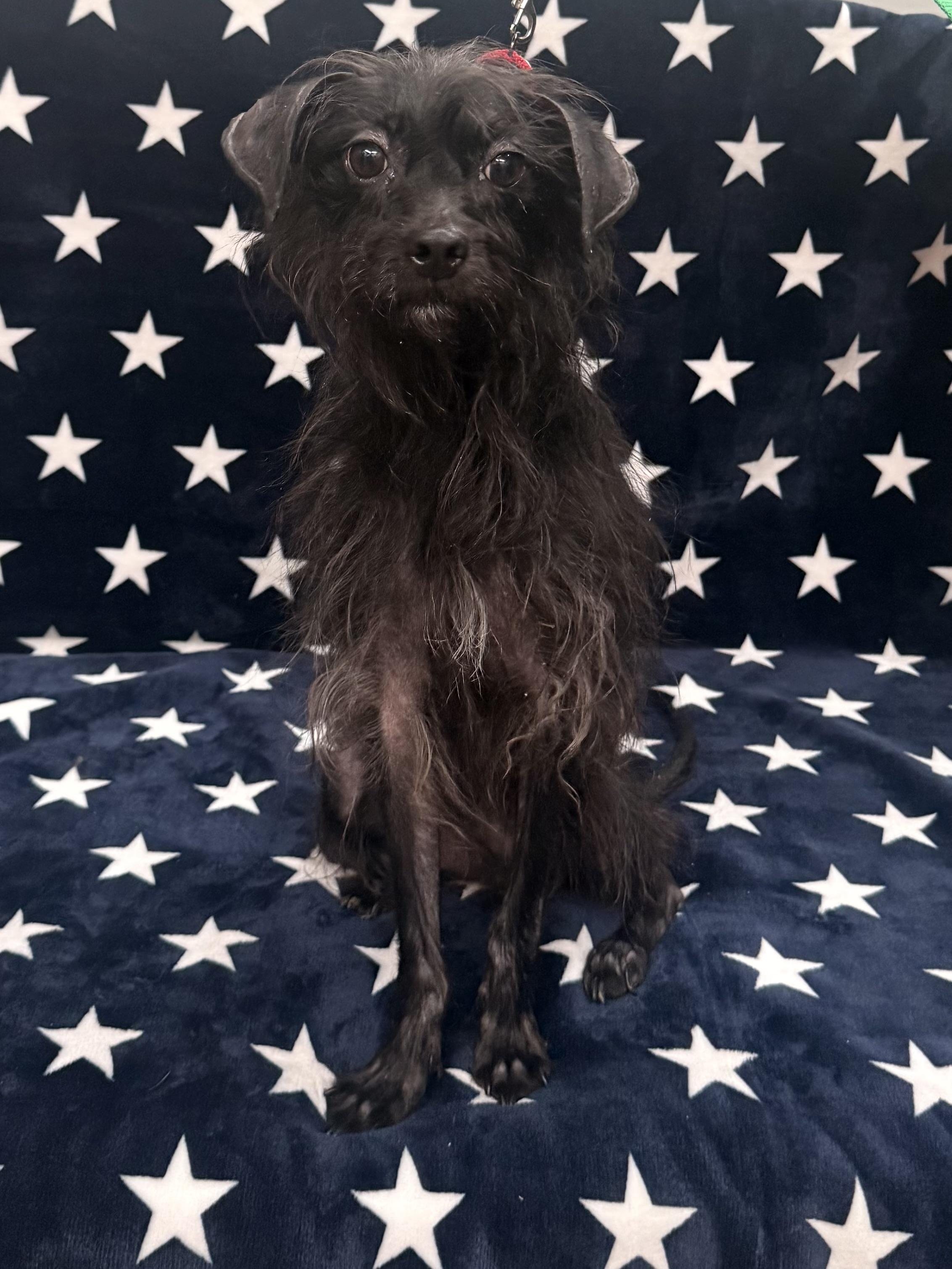 Enlarge Finn, an adoptable mixed breed in Albany, NY image 3/6