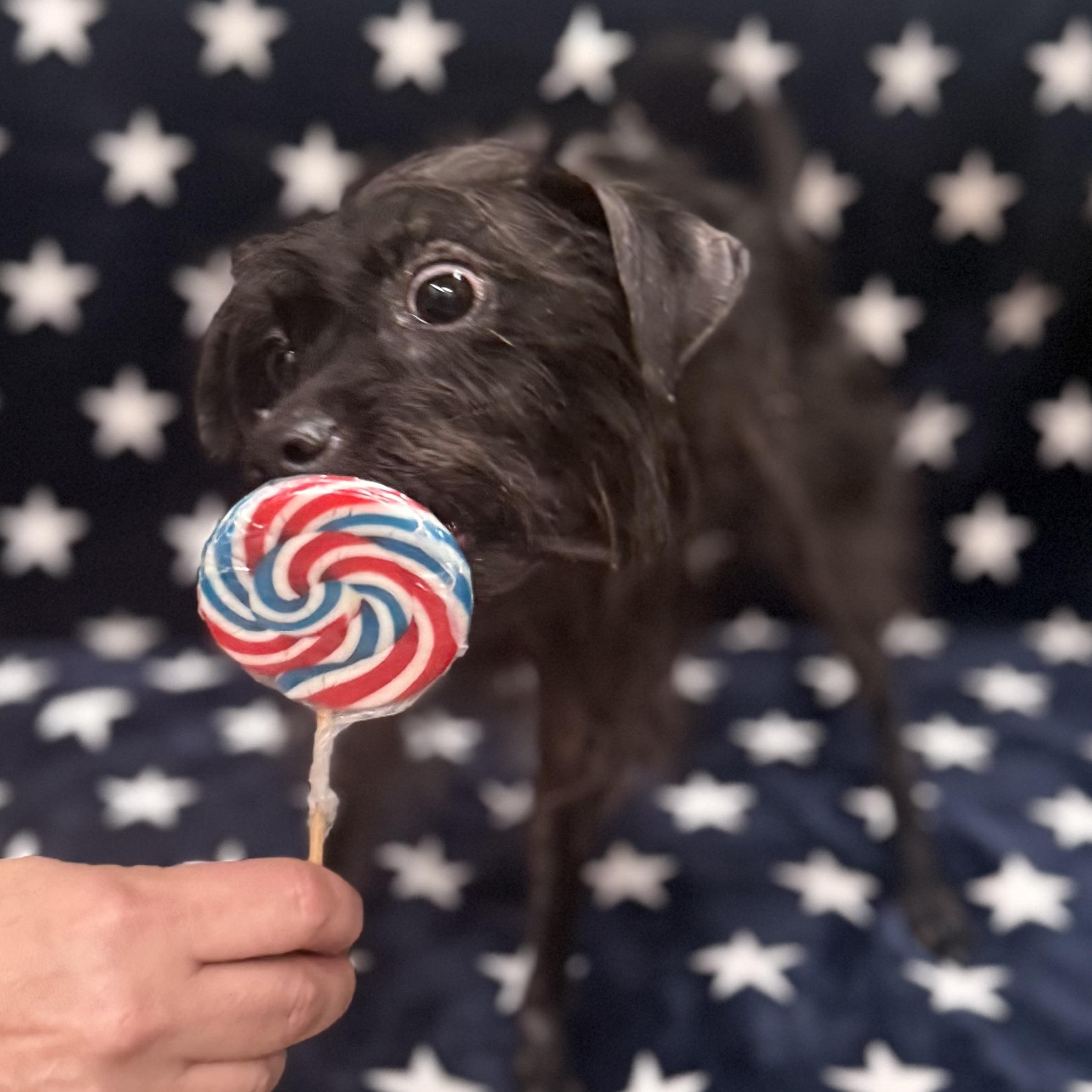 Finn, adoptable, Adult Male Terrier.