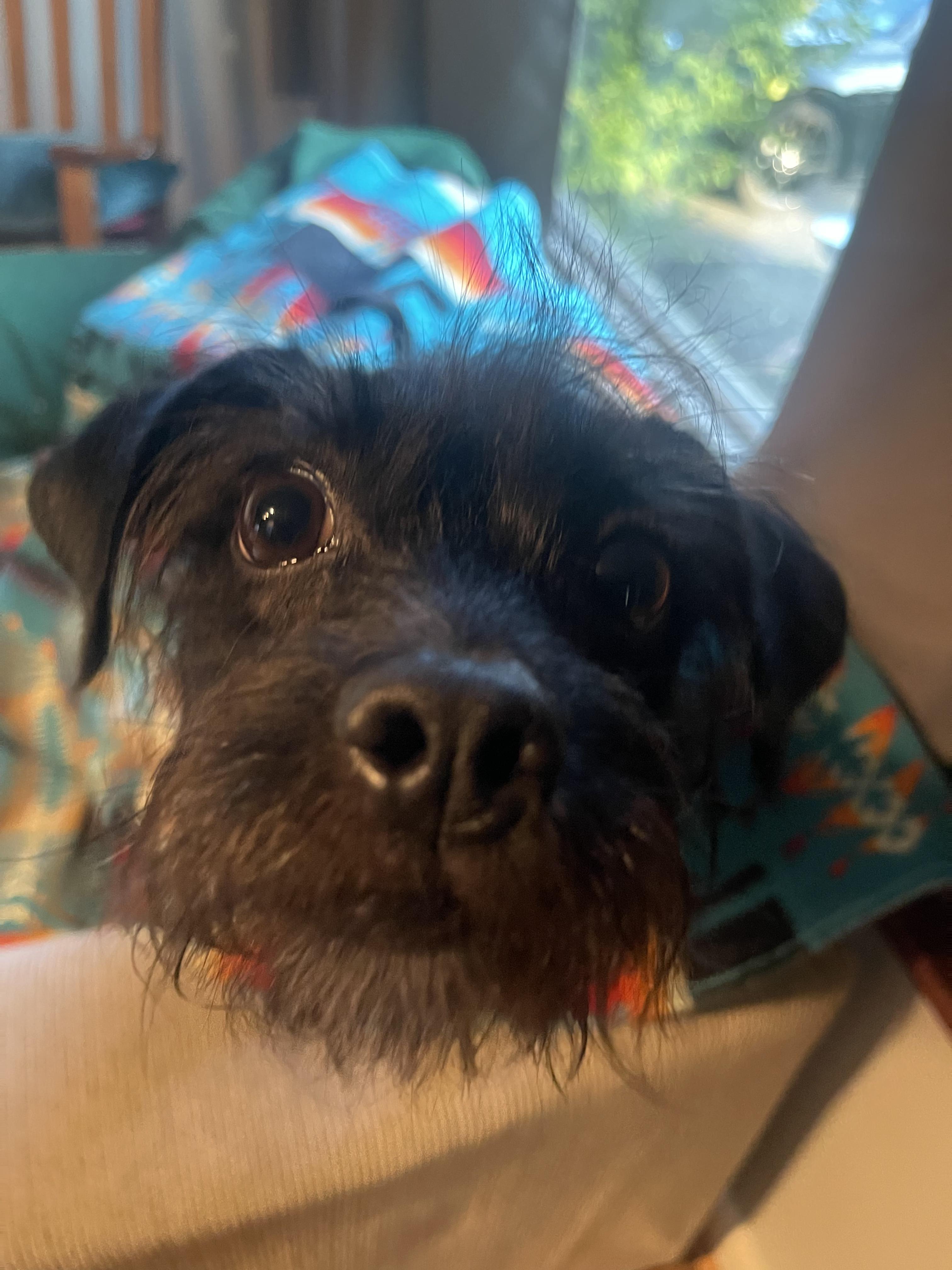 Finn, an adopted mixed breed in Albany, NY image 2/6