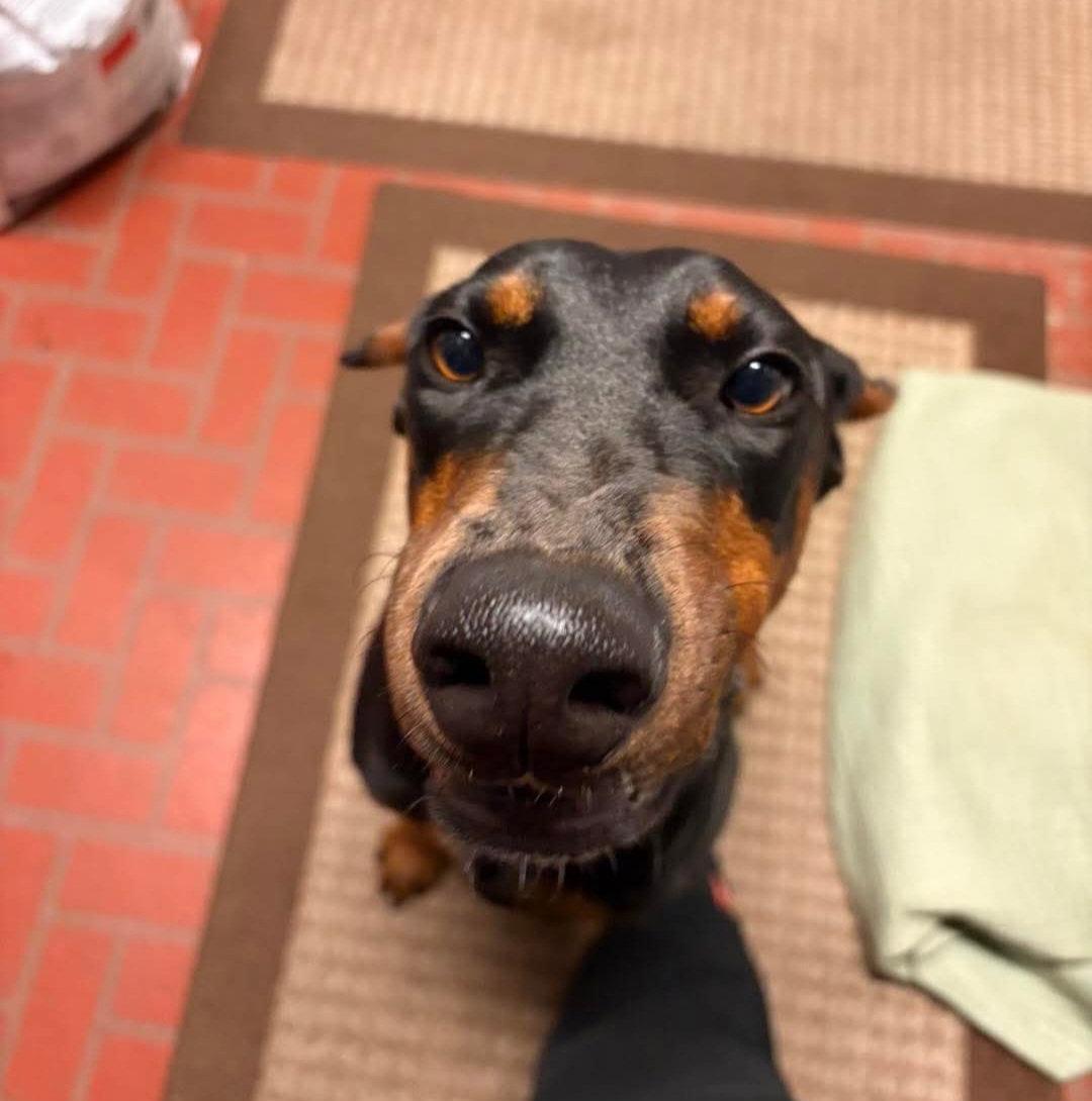 Bobbi, Adoptable, Adult Female Doberman Pinscher.