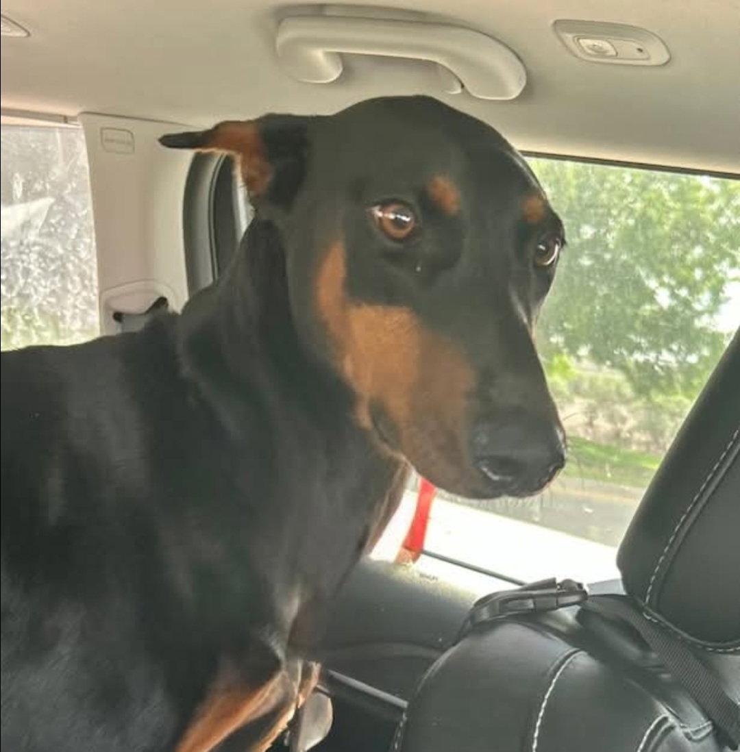 Enlarge Bobbi, a Adoptable Doberman Pinscher in Buffalo, MN image 2/3
