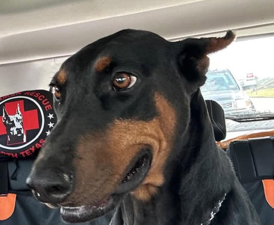 Enlarge Bobbi, a Adoptable Doberman Pinscher in Buffalo, MN image 3/3