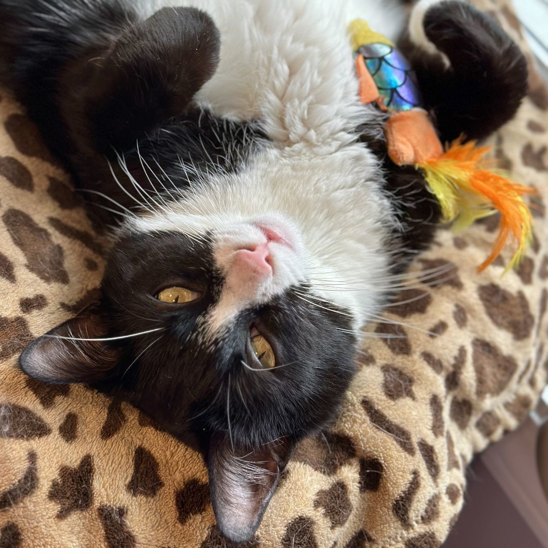 Enlarge Not-So-Little Ricky, an adoptable Domestic Short Hair in Victor, NY image 3/6