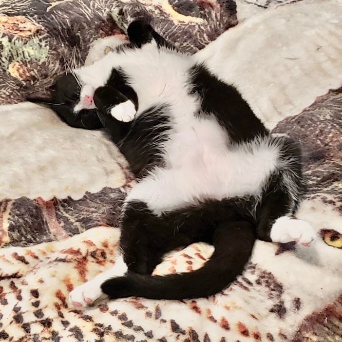 Enlarge Not-So-Little Ricky, an adoptable Domestic Short Hair in Victor, NY image 4/6