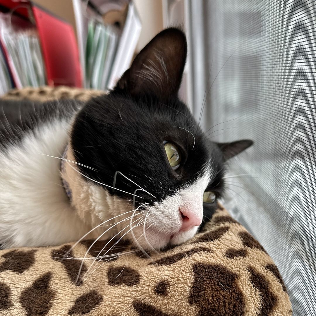 Enlarge Not-So-Little Ricky, an adoptable Domestic Short Hair in Victor, NY image 5/6