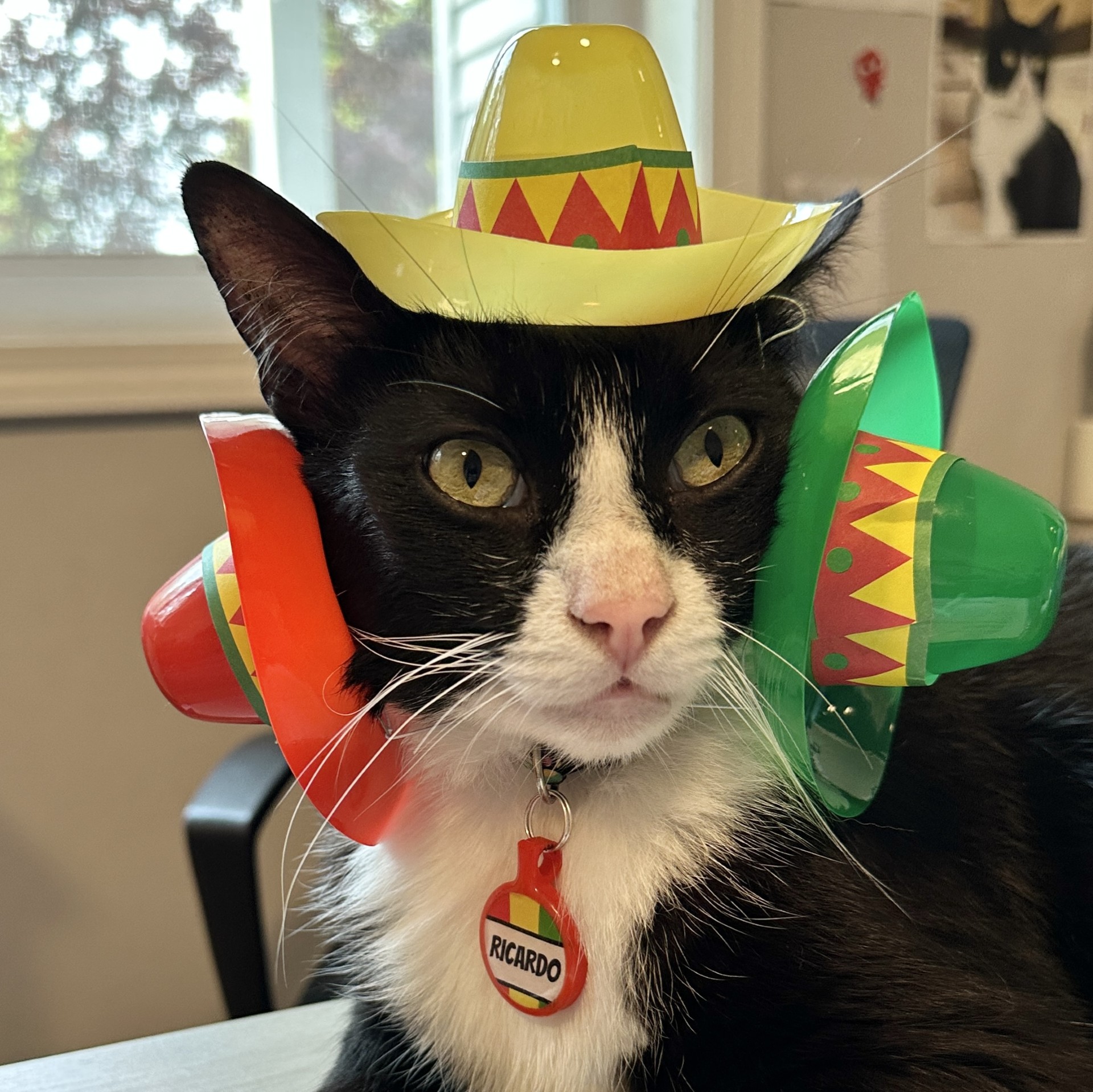 Enlarge Not-So-Little Ricky, an adoptable Domestic Short Hair in Victor, NY image 2/6