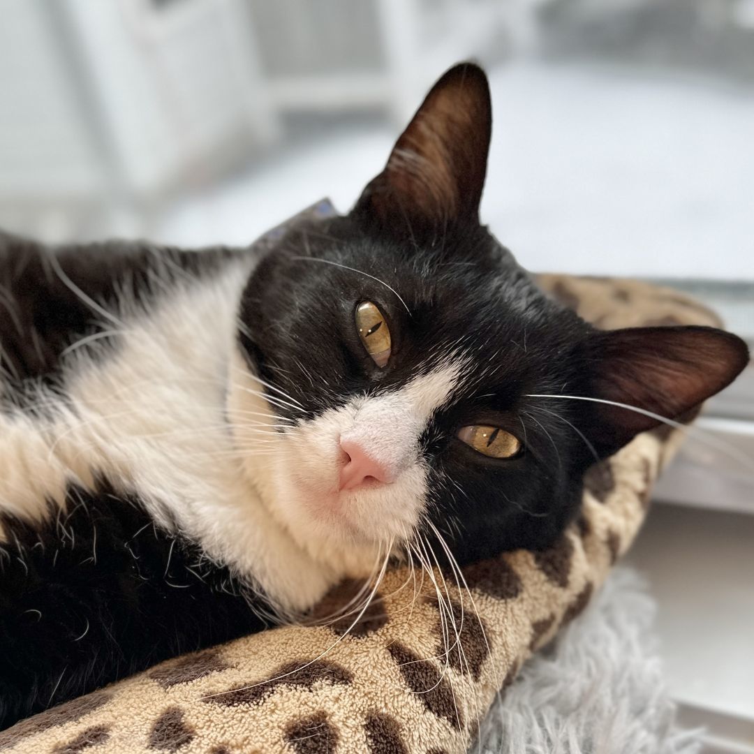 Not-So-Little Ricky, adoptable, Adult Male Domestic Short Hair.
