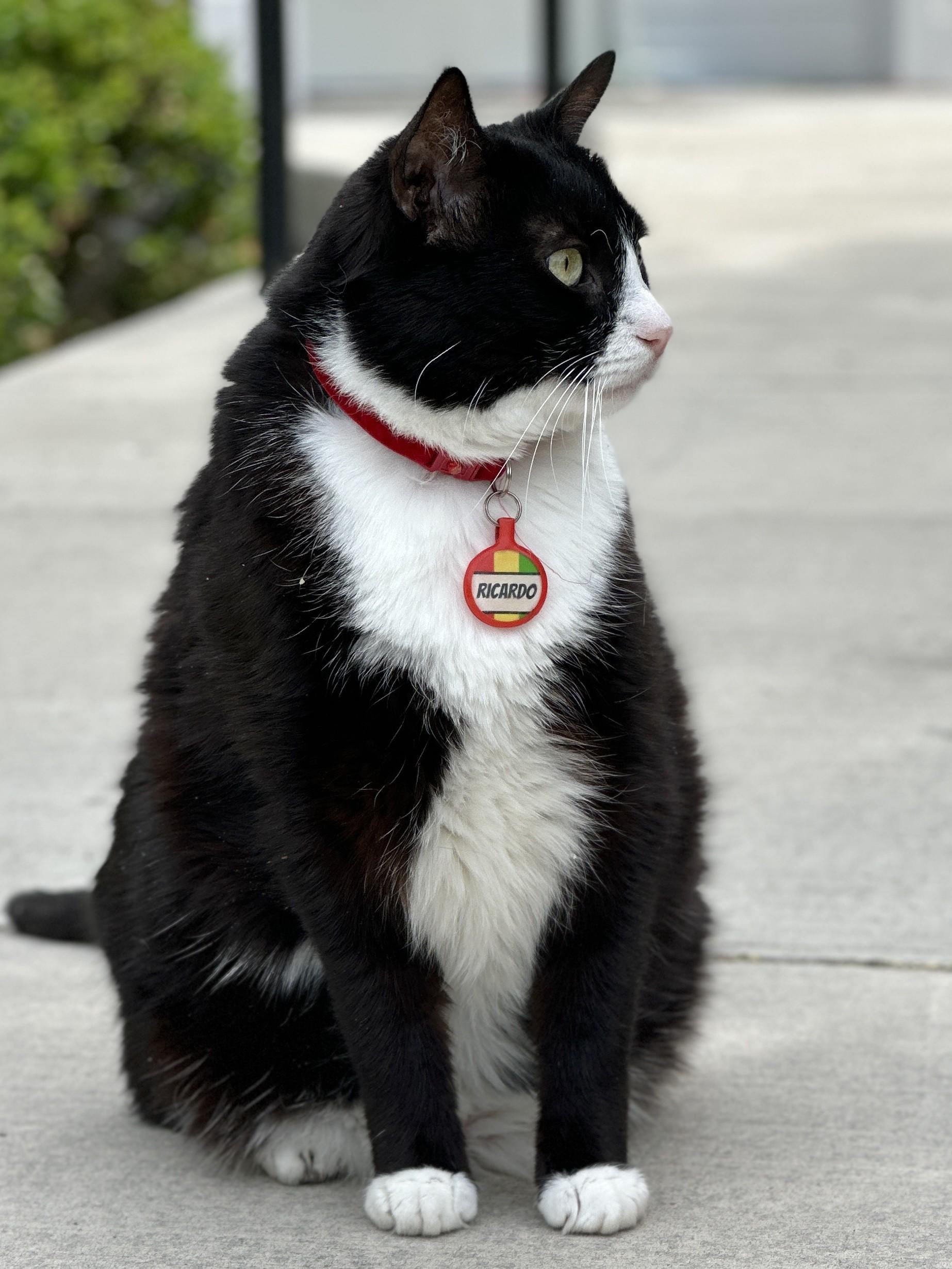 Enlarge Not-So-Little Ricky, an adoptable Domestic Short Hair in Victor, NY image 6/6