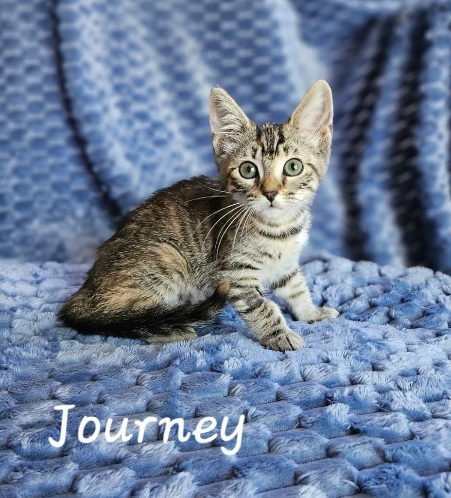 Journey, Adoptable, Young Female Domestic Short Hair.