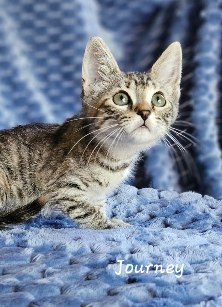 Enlarge Journey, a Adoptable mixed breed in San Jacinto, CA image 2/2