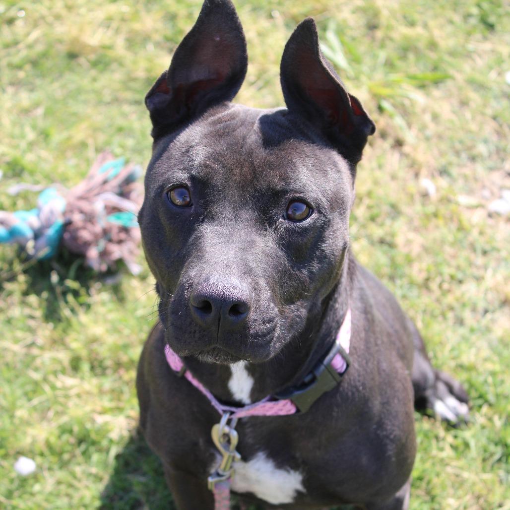 Buffy, Adoptable, Adult Female Pit Bull Terrier.