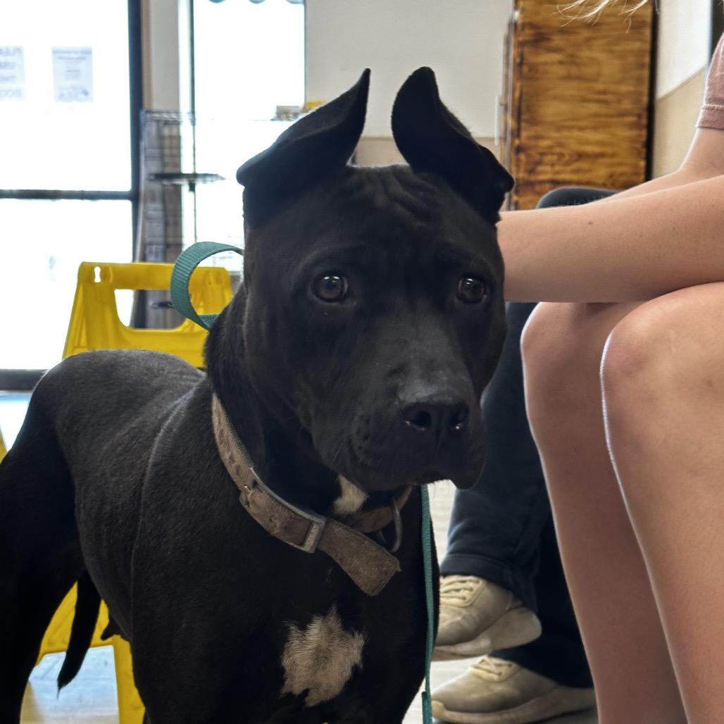 Enlarge Buffy, a Adoptable Pit Bull Terrier in Cleveland, MS image 2/4