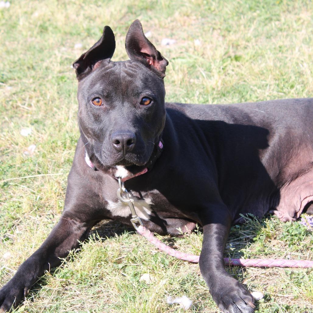 Enlarge Buffy, a Adoptable Pit Bull Terrier in Cleveland, MS image 3/4