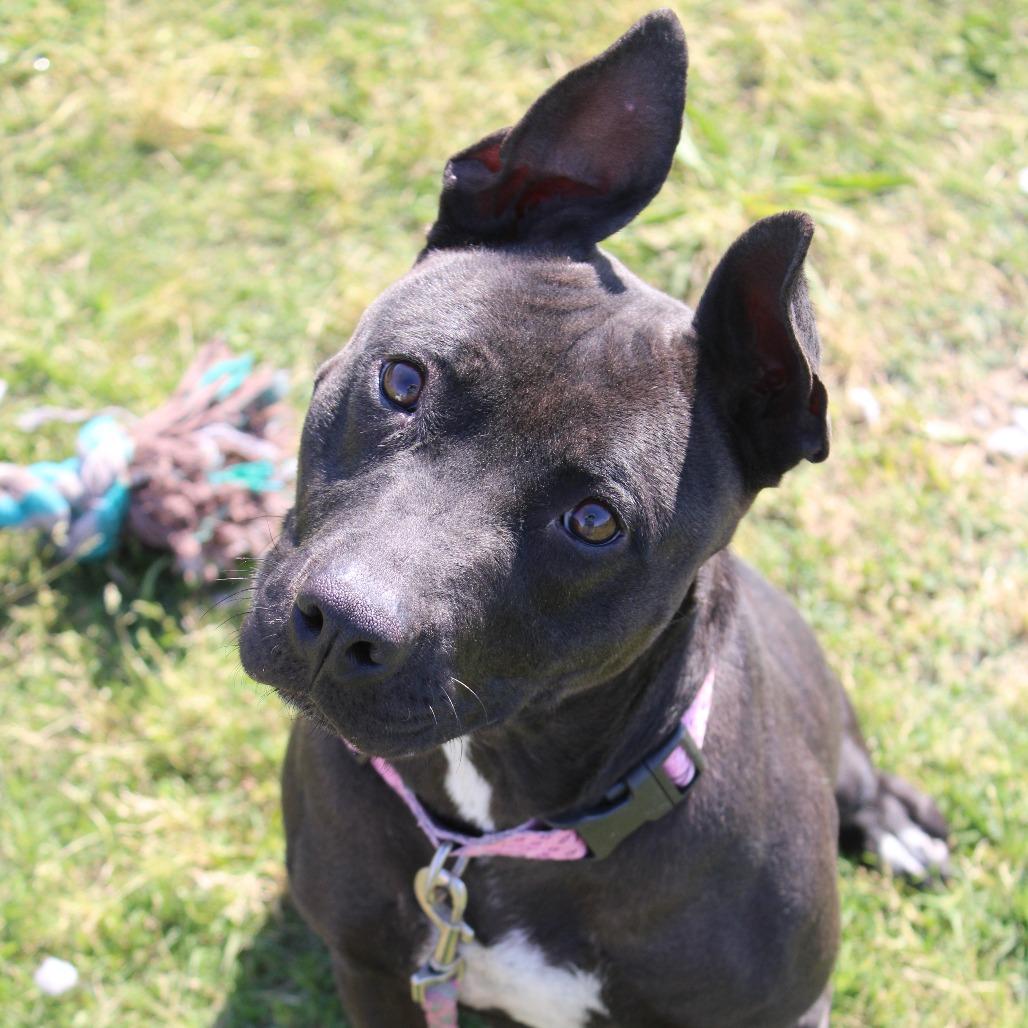 Enlarge Buffy, a Adoptable Pit Bull Terrier in Cleveland, MS image 4/4