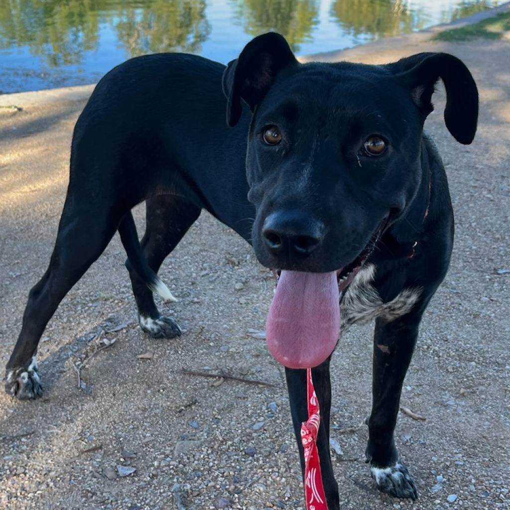 Autumn aka Misty, Adoptable, Adult Female Black Labrador Retriever.