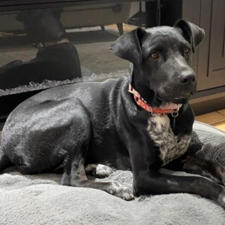 Enlarge Autumn aka Misty, a Adoptable mixed breed in Phoenix, AZ image 2/4