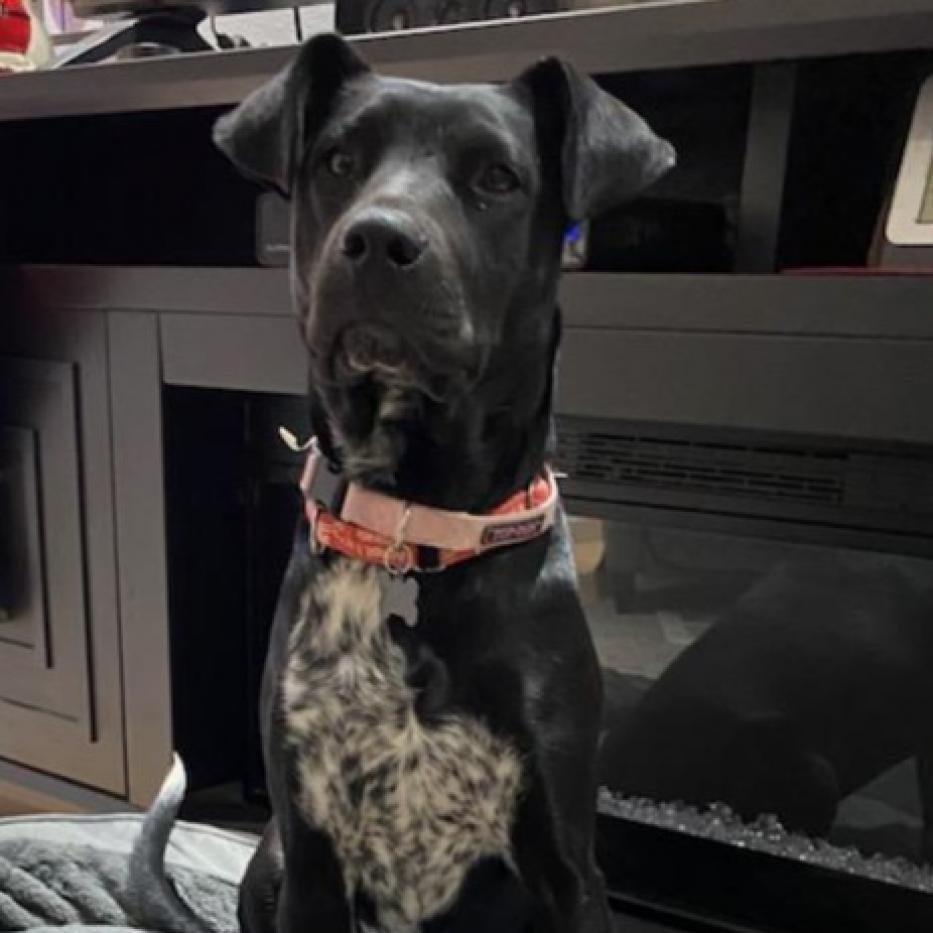 Enlarge Autumn aka Misty, a Adoptable mixed breed in Phoenix, AZ image 3/4