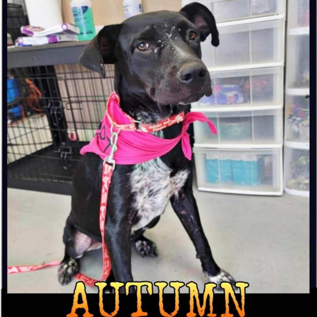 Enlarge Autumn aka Misty, a Adoptable mixed breed in Phoenix, AZ image 4/4