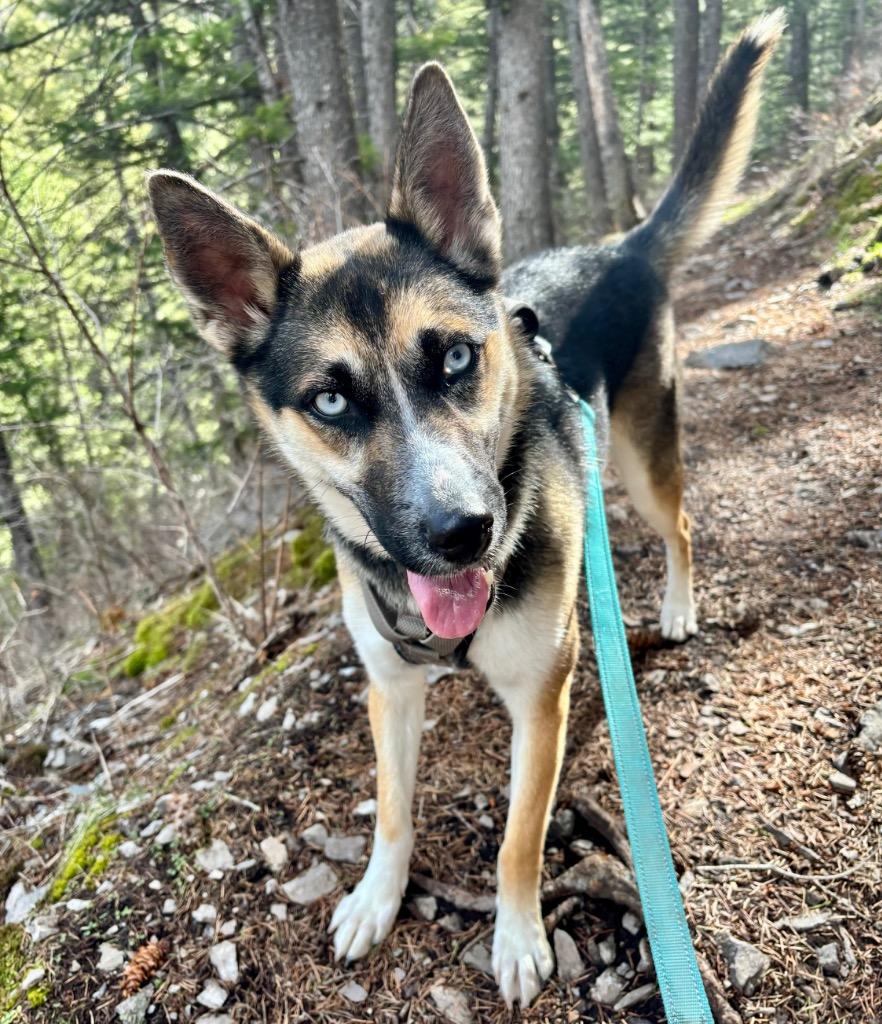 Enlarge Birdie, a Adoptable mixed breed in Logan, UT image 1/3