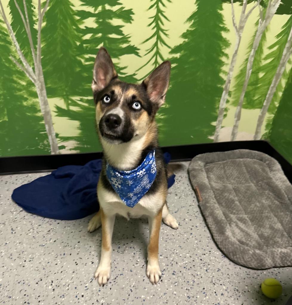 Enlarge Birdie, a Adoptable mixed breed in Logan, UT image 2/3