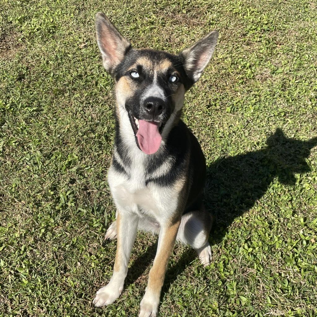 Enlarge Birdie, a Adoptable mixed breed in Logan, UT image 3/3