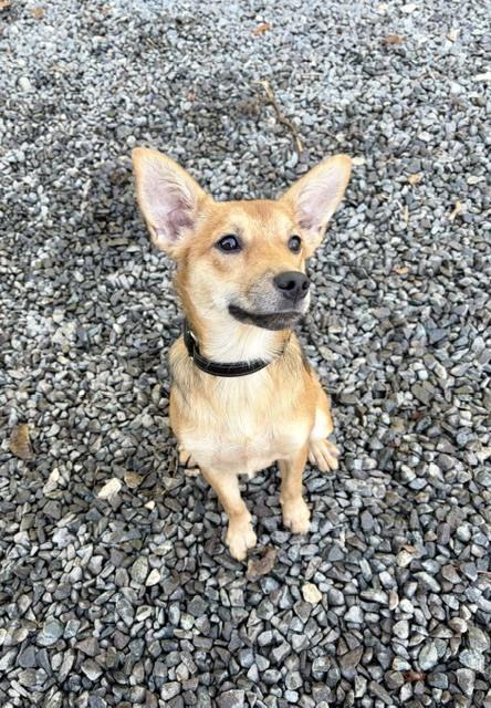 Hunny Bunny, Adoptable, Young Female Australian Shepherd.