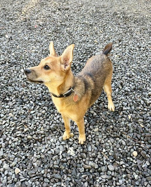 Enlarge Hunny Bunny, a Adoptable mixed breed in Mocksville, NC image 2/4