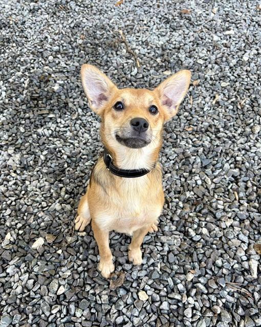 Enlarge Hunny Bunny, a Adoptable mixed breed in Mocksville, NC image 3/4