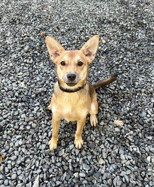 Enlarge Hunny Bunny, a Adoptable mixed breed in Mocksville, NC image 4/4