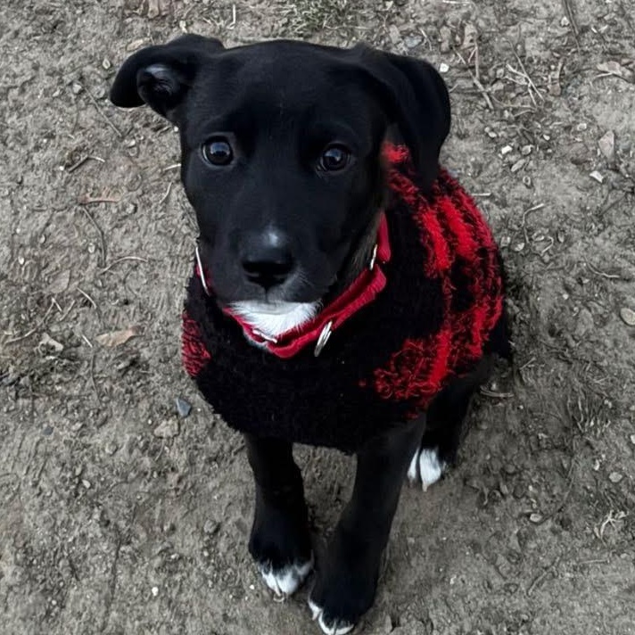 Batgirl, Adoptable, Puppy Female Mixed Breed.