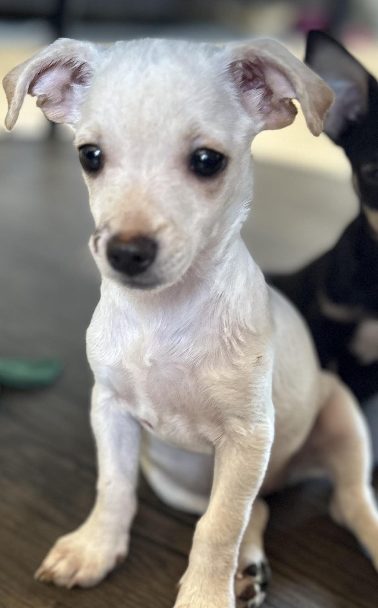 Regina, Adoptable, Puppy Female Chihuahua.