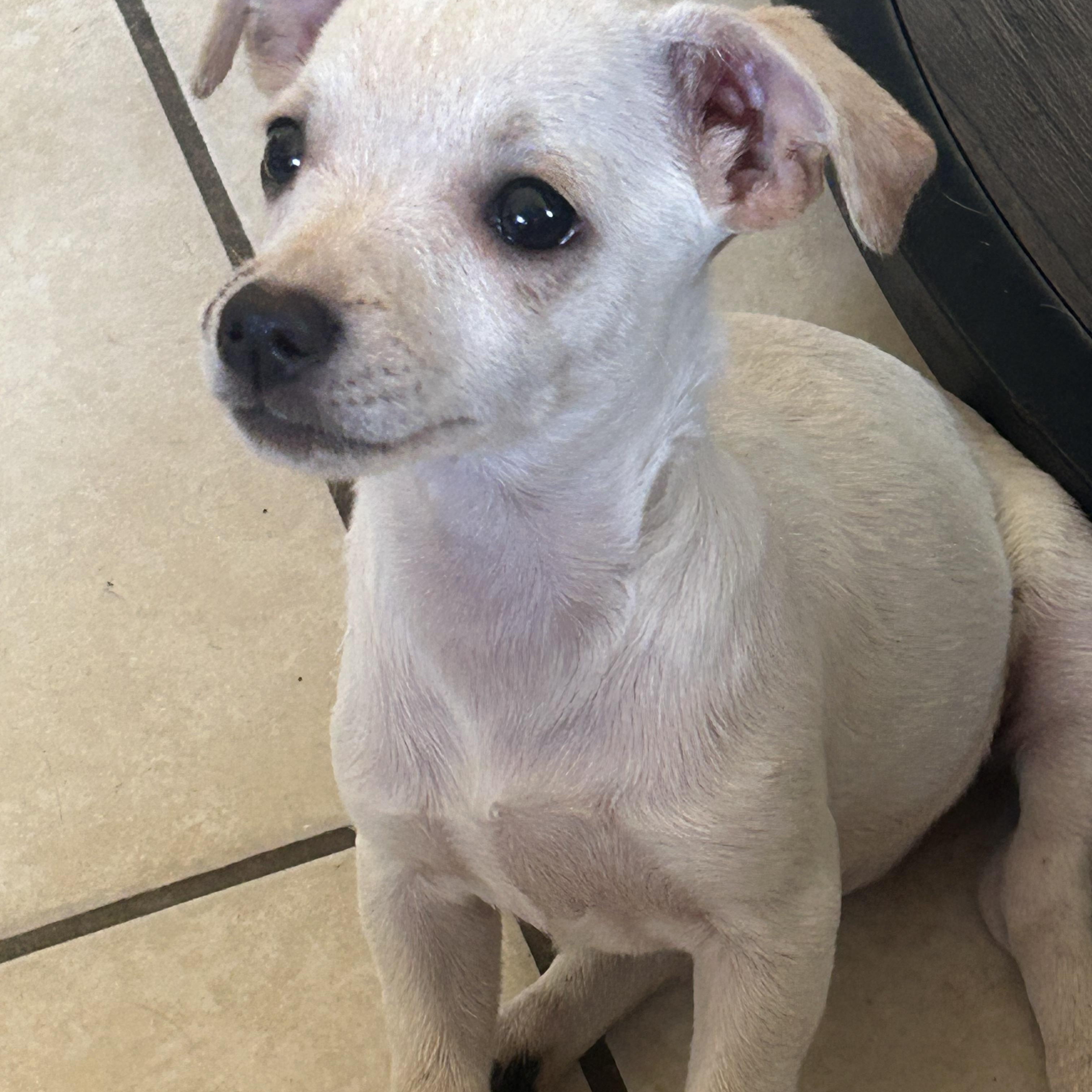 Regina, a Adoptable Chihuahua in San Diego, CA image 2/3